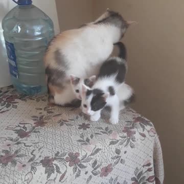Dora the cat and two kittens