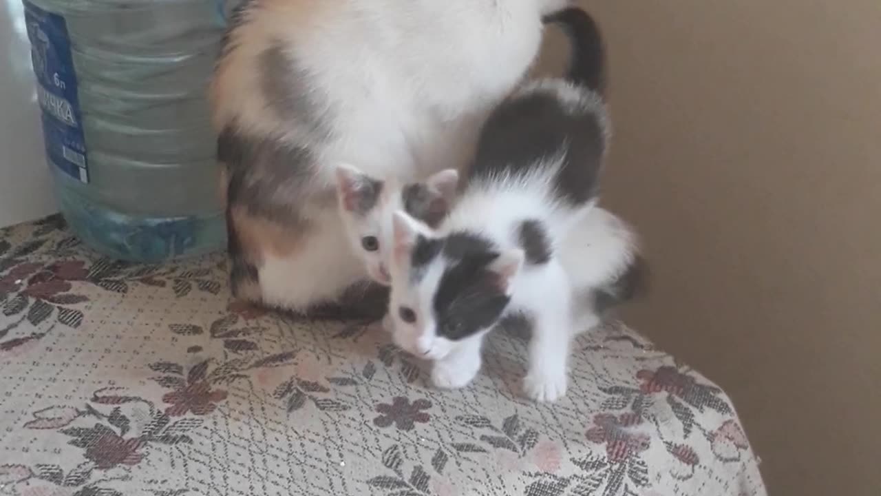 Dora the cat and two kittens