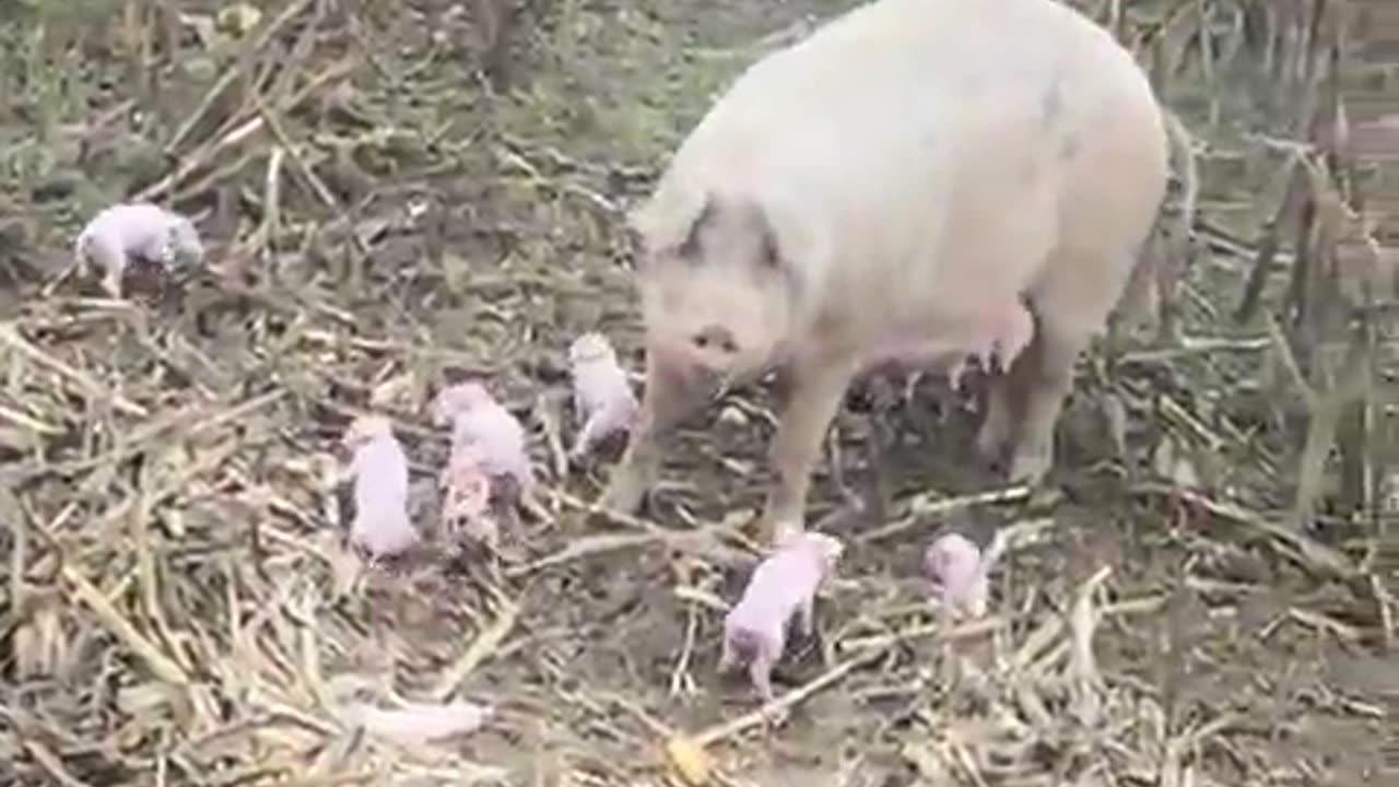 Pig With Her Piglets