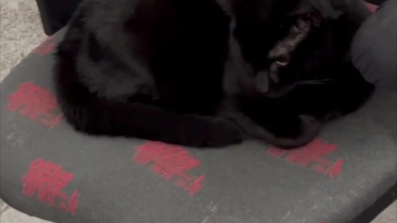 Adopting a Cat from a Shelter Vlog - Cute Precious Piper Shows How to Become an Office Loaf #shorts