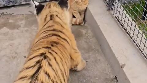 Little_Cat_Have_No_Fear_Of_Tiger___Nouman_Hassan__