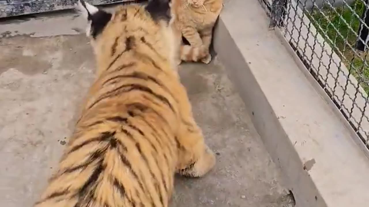 Little_Cat_Have_No_Fear_Of_Tiger___Nouman_Hassan__