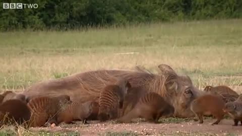 This Warthog took à trip to the Mongoose Spa