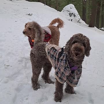 Golden Doodles in the Snow