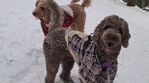 Golden Doodles in the Snow