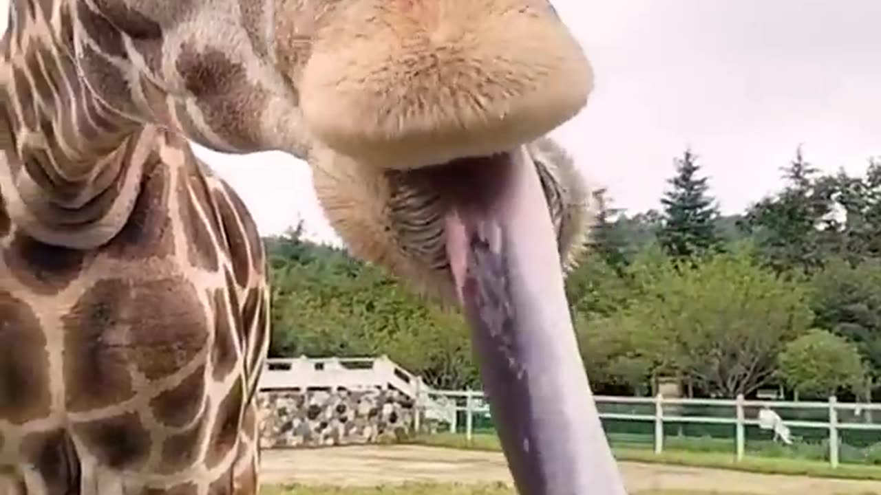 Funny And Cute Animal Videos Try Not To Laugh Or Smile