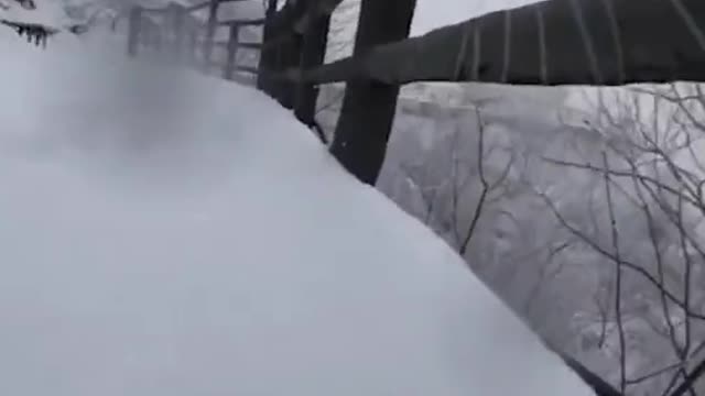 GoPro on cat