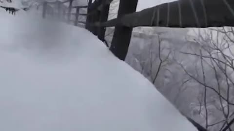GoPro on cat