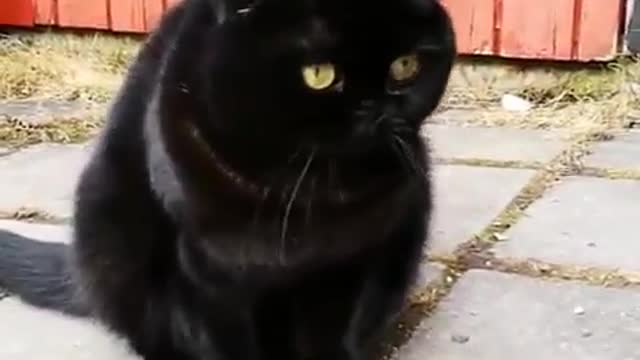 Vamos admitir: todo mundo odeia gatos secretamente