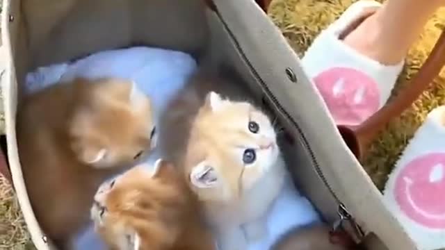 cute cats