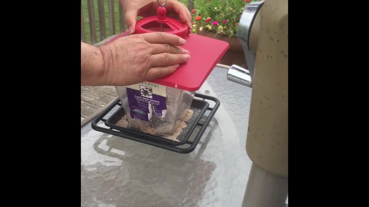 Greedy Bird Rescued From Bird Feeder After Getting Stuck