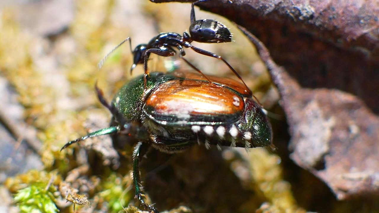 Japanese Beetle Back Kicks Ant that Climbs on its Back