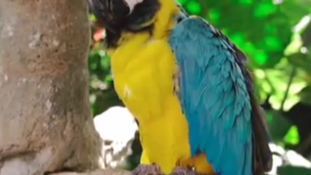 Cute Parrot #rumble #rumble Shorts #Shorts