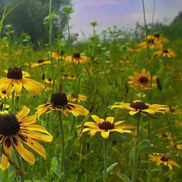 My Mind Body and Spirit are Healing #174hz #tapping #selfhelp #soundhealing #frequencyhealing