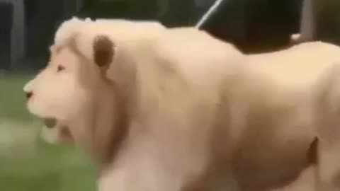 Funny animals