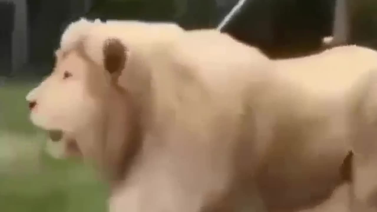 Funny animals