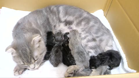 Lulu's kittens were born