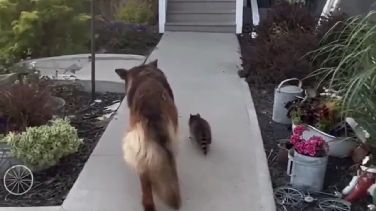 This dog surprises his owner again 🥺 #shorts (1080p)