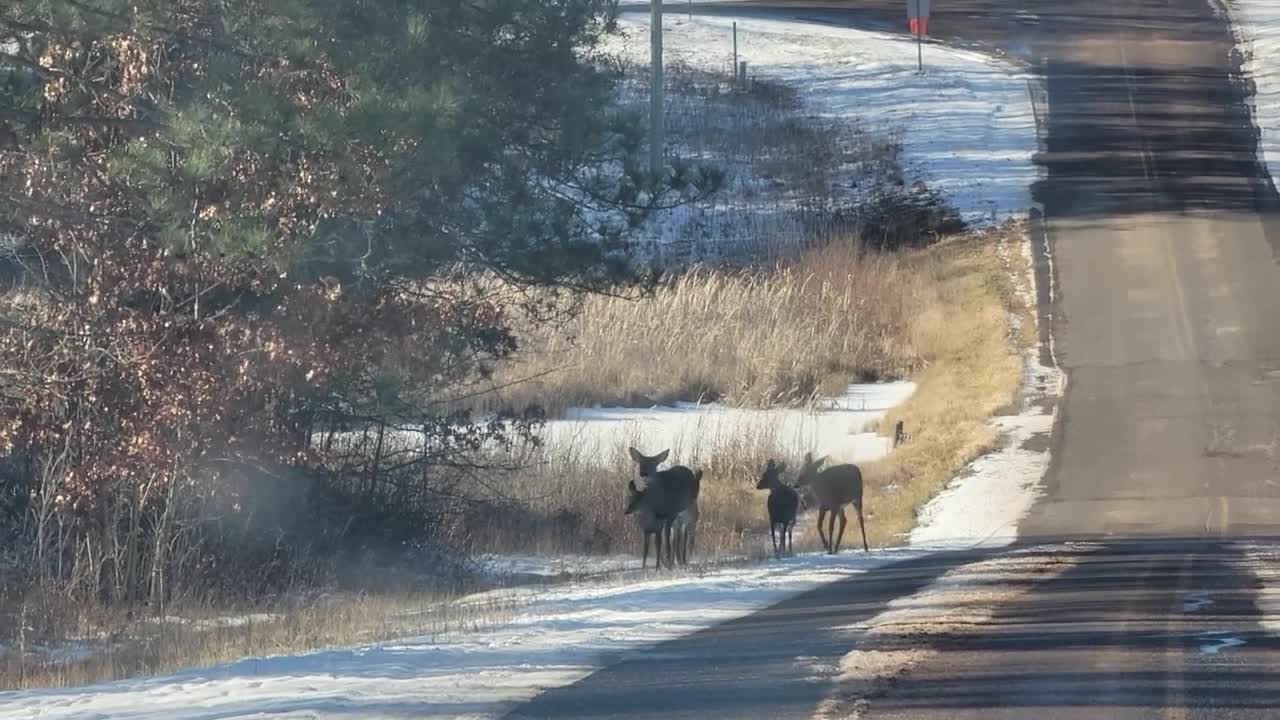 First video of New Babies" 🦌🦌🦌 from Pet Goose George