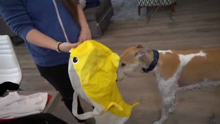 My Dogs Try On Halloween Costumes 3