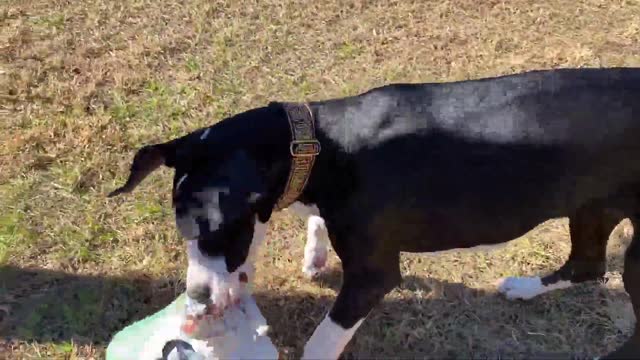 Happy doggies enjoy newspaper delivery fun-(1080p60) https://www.youtube.com