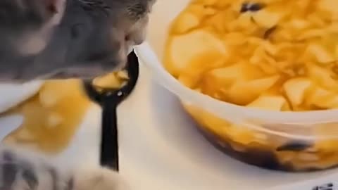 Funny CATS and dogs