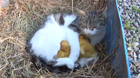 AMAZING cat feeding ducklings!!!