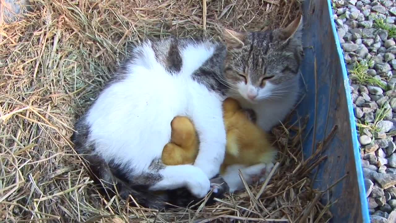 AMAZING cat feeding ducklings!!!