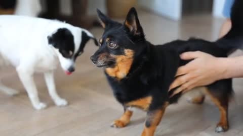 Cute pappy dog videos