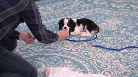 How to Teach your Dog to Be Good around ANYTHING!
