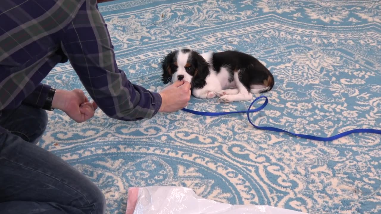 How to Teach your Dog to Be Good around ANYTHING!