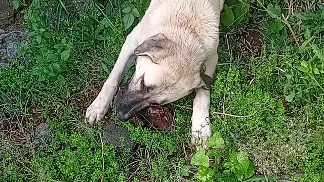 the dog, eats a chicken