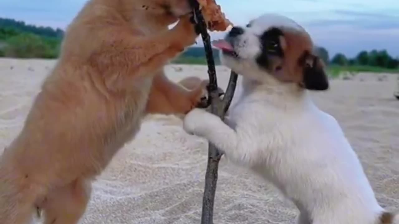 Dog s Dog