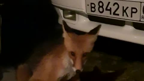 we were already waiting for a fox to visit