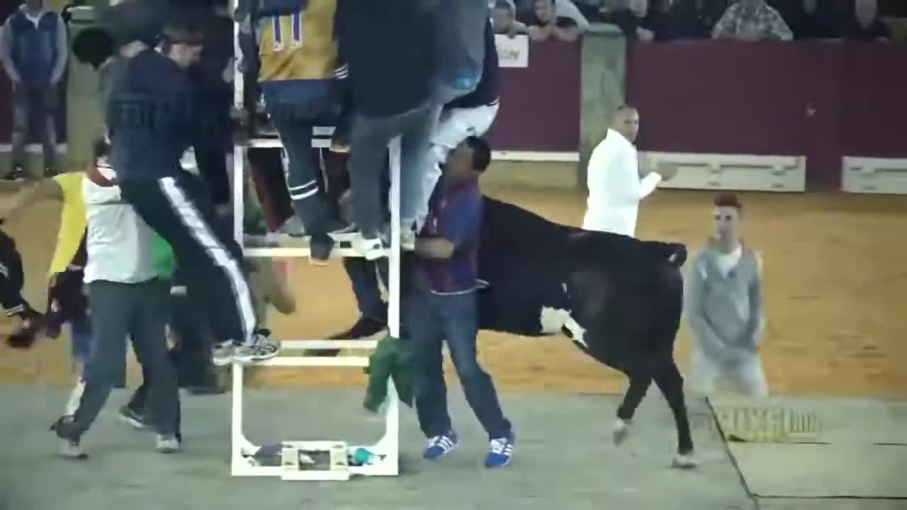 Matador Bull Compilation