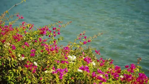 Lakeside plants flowers scenery spring