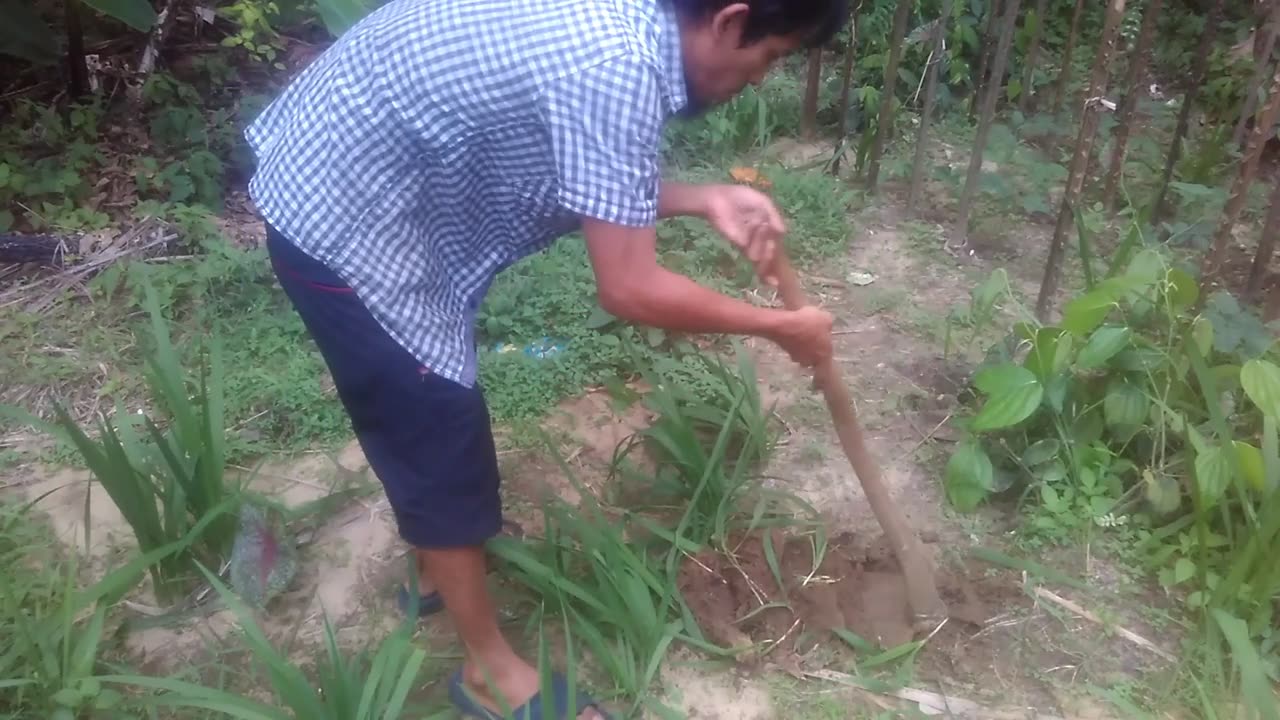 Sore hari saya membersihkan rumput dan menyirami tanaman saya