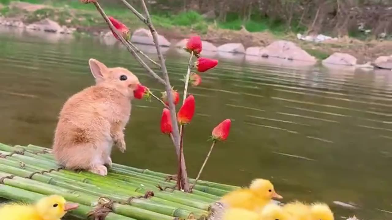 Little Rabbit’s Strawberry Boat 🍓