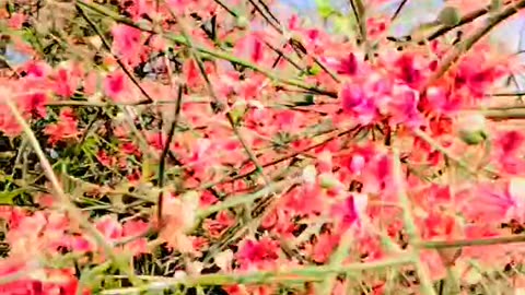 Flowers in jungle 🌺🌹