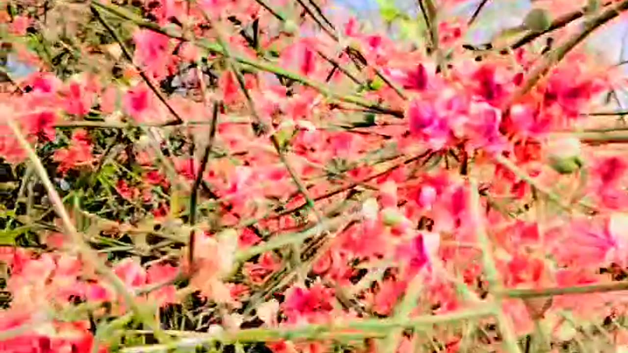 Flowers in jungle 🌺🌹