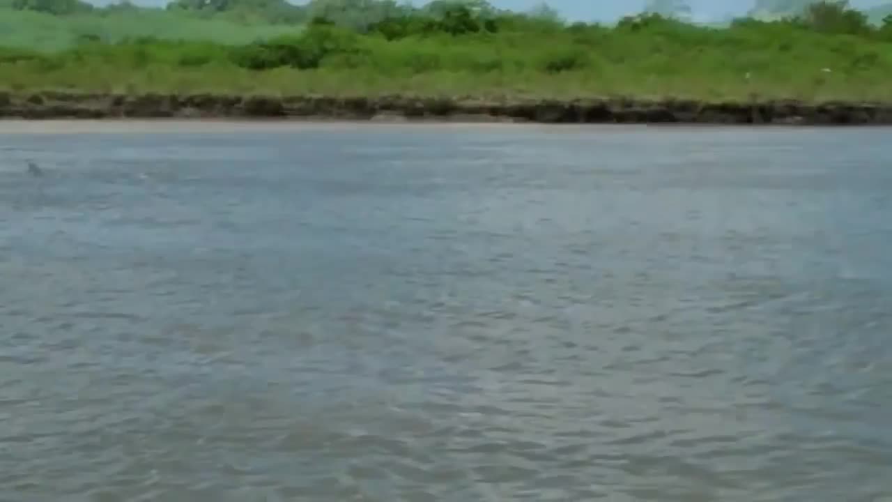 Boaters In Louisiana Spot Incredibly Rare Pink Dolphin