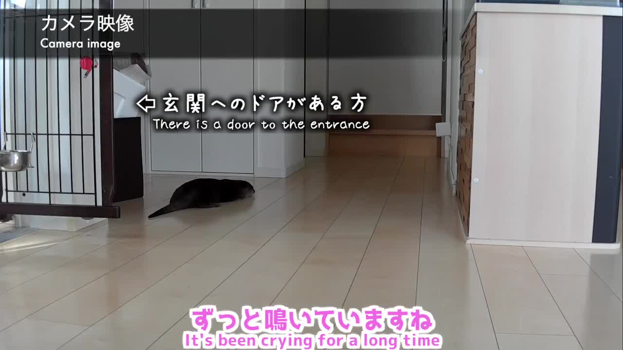 otter and cat at stay at home was interesting!#カワウソ #猫 #otter カワウソさくら 留守番中のカワウソと猫を隠し撮りしたらまさかのシーンを目撃！