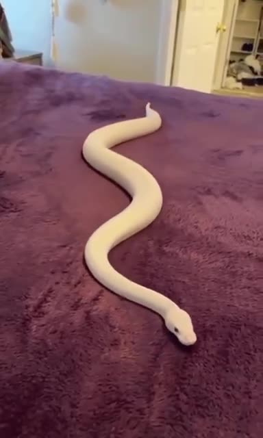 snake
