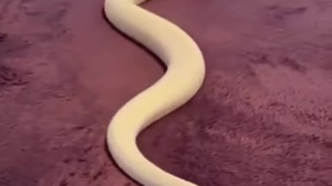snake