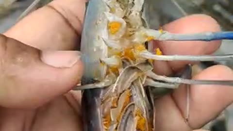 Amazing Egg Big Prawns Fish Live Video In Fish Market#shorts