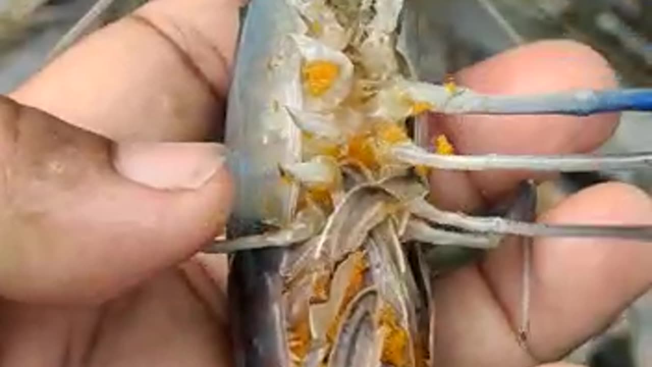 Amazing Egg Big Prawns Fish Live Video In Fish Market#shorts