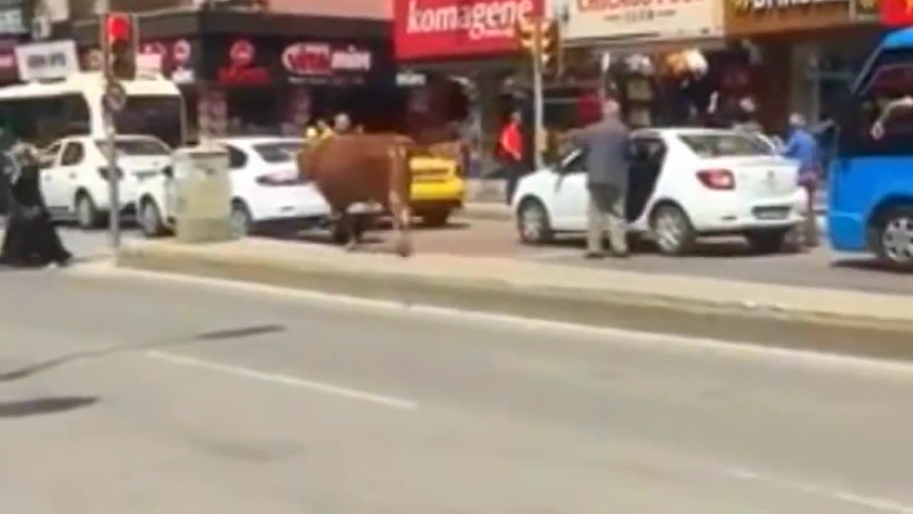 BULL ON THE LOOSE IN THE MIDDLE OF THE CITY CAUSES PANIC BY CHARGING A WOMAN😱😱😱😱