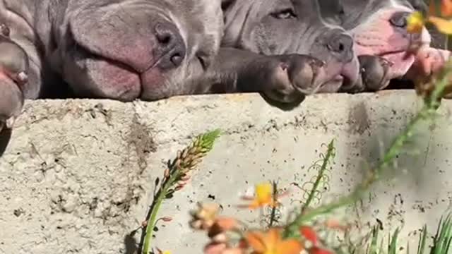 Look At Them 🤩🤩 The American Dog Bullys More Than Special ❤️