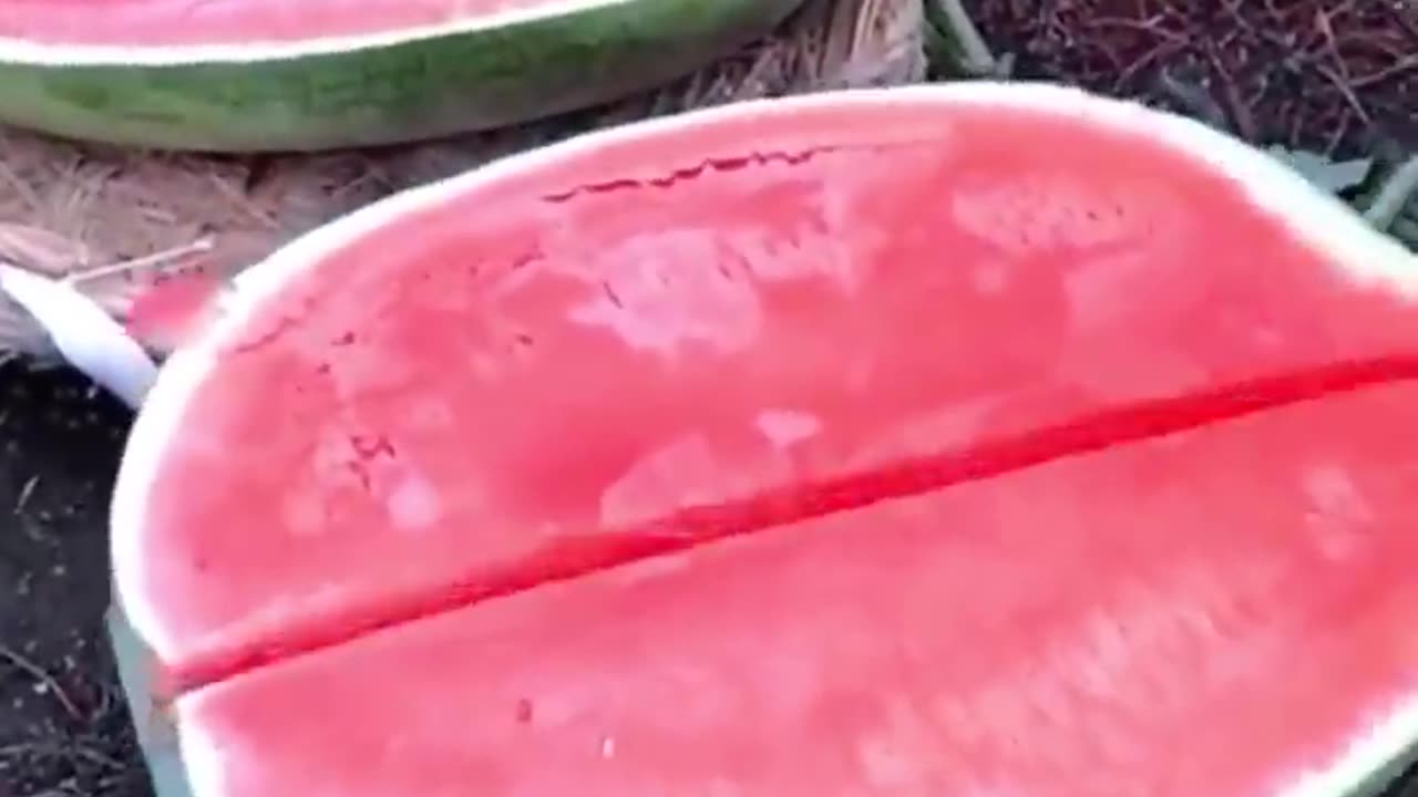 Harvesting a big watermelon