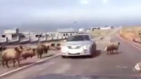 animal attract car